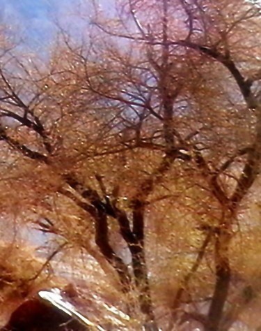 Photographie intitulée "Acacia-tree-hail.jpg" par Suleiman, Œuvre d'art originale