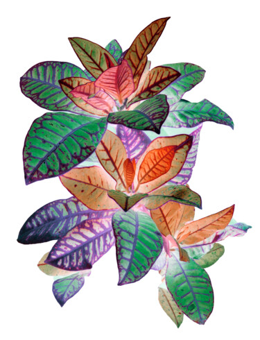 Εκτυπώσεις & Χαρακτικά με τίτλο "Heavenly plants Nº06" από Sumit Ratta, Αυθεντικά έργα τέχνης, Ψηφιακή εκτύπωση