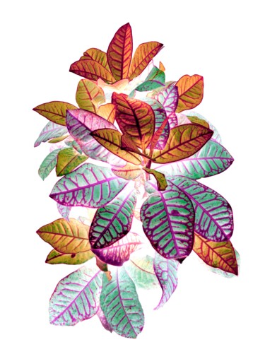 Druckgrafik mit dem Titel "Heavenly plants Nº07" von Sumit Ratta, Original-Kunstwerk, Digitaldruck