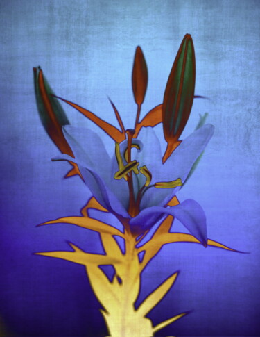 Fotografia intitolato "Blue flame lily" da Sumit Ratta, Opera d'arte originale, Fotografia manipolata