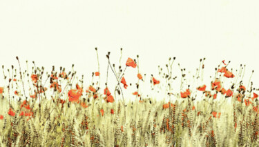 Digital Arts titled "Field of Coral Popp…" by Susan Maxwell Schmidt, Original Artwork, Digital Painting