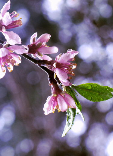 Photographie intitulée "Sakura Rain" par Susan Maxwell Schmidt, Œuvre d'art originale, Photographie numérique