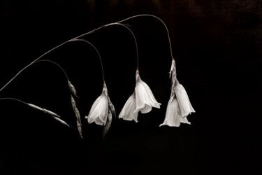 Fotografia intitulada "Campanula in Monoch…" por Susan Maxwell Schmidt, Obras de arte originais, Fotografia digital