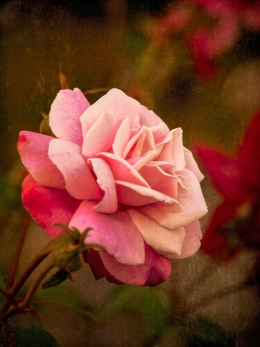 Fotografia intitulada "Last Rose of Summer" por Susan Maxwell Schmidt, Obras de arte originais, Fotografia Manipulada