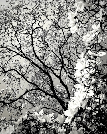 Fotografia intitulada "Magnolia Majestique" por Susan Maxwell Schmidt, Obras de arte originais, Fotografia digital