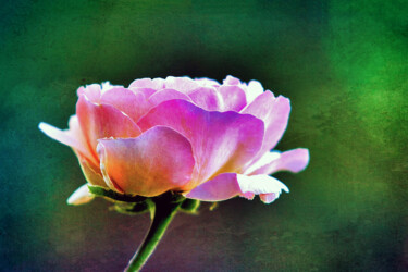 Photography titled "Rose in the Sun" by Susan Maxwell Schmidt, Original Artwork, Manipulated Photography