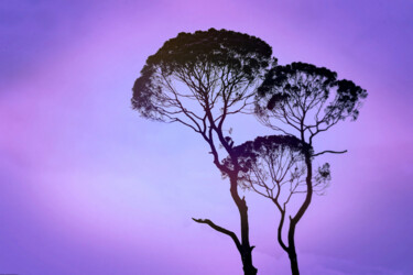 Photography titled "Mauve Morning" by Susan Maxwell Schmidt, Original Artwork, Manipulated Photography