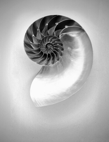 Photography titled "Chambered Nautilus…" by Susan Maxwell Schmidt, Original Artwork, Digital Photography