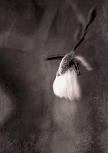 摄影 标题为“Melancholy” 由Susan Maxwell Schmidt, 原创艺术品, 数码摄影