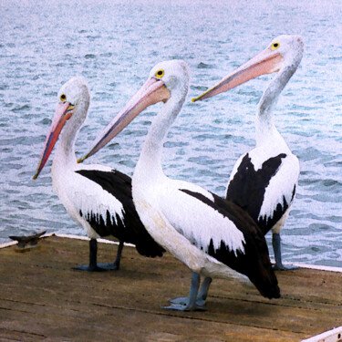 Digital Arts titled "Pelicans Three" by Susan Maxwell Schmidt, Original Artwork, Digital Painting