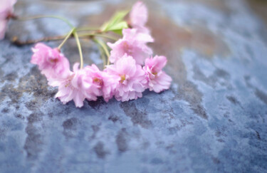 Фотография под названием "Spring Cherry Bloss…" - Susan Maxwell Schmidt, Подлинное произведение искусства, Цифровая фотограф…