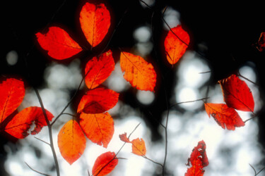 Photographie intitulée "Fires of Autumn" par Susan Maxwell Schmidt, Œuvre d'art originale, Photographie numérique