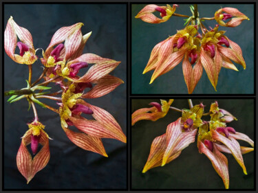 Photographie intitulée "Bulbophyllum Orchid…" par Susan Maxwell Schmidt, Œuvre d'art originale, Photographie numérique