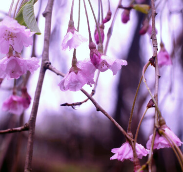 Fotografia intitulada "Weeping in the Rain" por Susan Maxwell Schmidt, Obras de arte originais, Fotografia digital