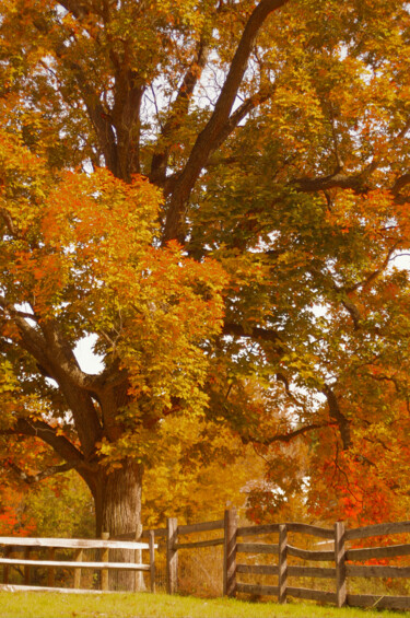Fotografía titulada "Autumn in Chester C…" por Susan Maxwell Schmidt, Obra de arte original, Fotografía digital