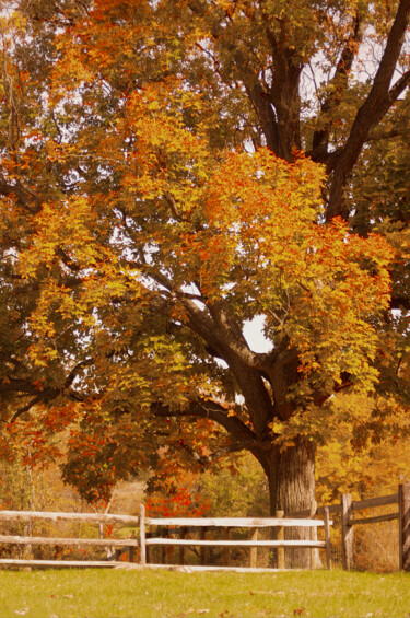 Photography titled "Autumn in Chester C…" by Susan Maxwell Schmidt, Original Artwork, Non Manipulated Photography