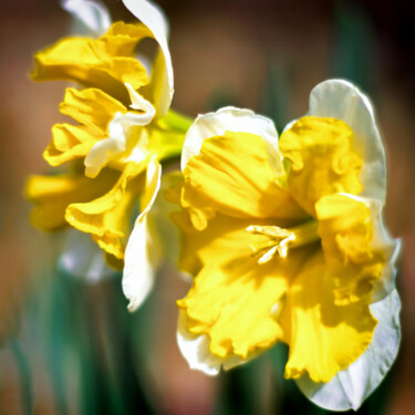 Fotografia intitolato "Daffodils in the Sun" da Susan Maxwell Schmidt, Opera d'arte originale, Fotografia non manipolata