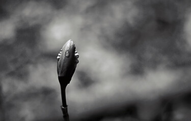 Photography titled "The Rains of Spring" by Susan Maxwell Schmidt, Original Artwork, Non Manipulated Photography