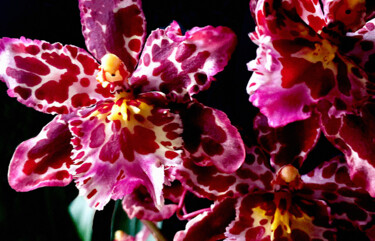 Photographie intitulée "Wilsonara Orchid 'E…" par Susan Maxwell Schmidt, Œuvre d'art originale, Photographie numérique