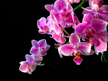 Photography titled "Pink Moth Orchid" by Susan Maxwell Schmidt, Original Artwork, Digital Photography