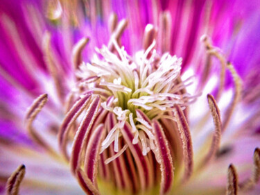 Photography titled "Clematis so Pink" by Susan Maxwell Schmidt, Original Artwork, Digital Photography