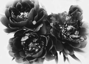 Photography titled "Black Peony Flowers" by Susan Maxwell Schmidt, Original Artwork, Manipulated Photography