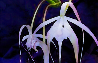 Digital Arts titled "Orchid White Brassa…" by Susan Maxwell Schmidt, Original Artwork, Digital Painting