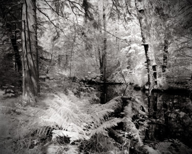 Fern Photographie intitulée "Fern" par Romeo Koitmäe, Œuvre d'art originale, Photographie argentique