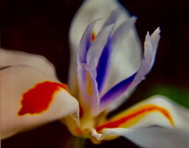 Fotografía titulada "Mom’s Iris" por Suzy Martin, Obra de arte original, Fotografía digital