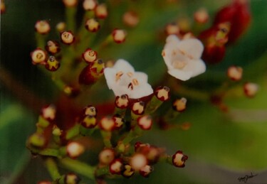 摄影 标题为“FlowerBerry Bush” 由Suzy Martin, 原创艺术品, 数码摄影