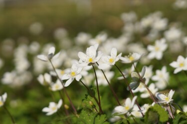 "Nirinsou in April" başlıklı Fotoğraf Svalvald Photo tarafından, Orijinal sanat, Dijital Fotoğrafçılık