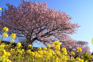 Fotografía titulada "Kawazu cherry bloss…" por Svalvald Photo, Obra de arte original, Fotografía digital