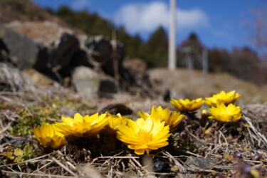 Photographie intitulée "Fukujusou bloom in…" par Svalvald Photo, Œuvre d'art originale, Photographie numérique