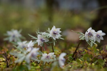 Fotografia intitulada "Double-flowered Set…" por Svalvald Photo, Obras de arte originais, Fotografia digital