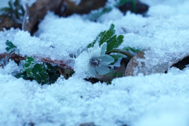 Fotografia zatytułowany „Setsubunsou heralds…” autorstwa Svalvald Photo, Oryginalna praca, Fotografia cyfrowa