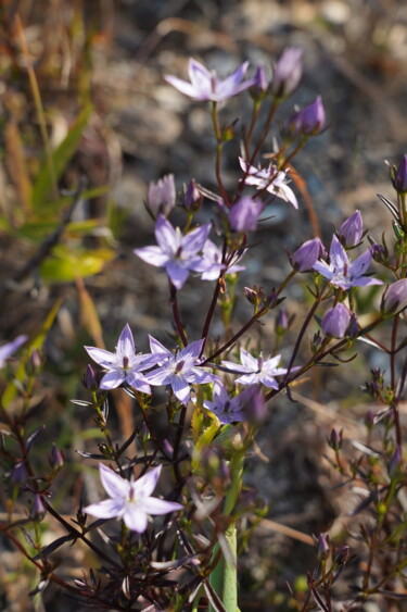 Fotografia zatytułowany „Murasakisenburi in…” autorstwa Svalvald Photo, Oryginalna praca, Fotografia cyfrowa