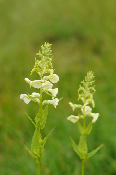 Photographie intitulée "Ezoshiogama blooms…" par Svalvald Photo, Œuvre d'art originale, Photographie numérique