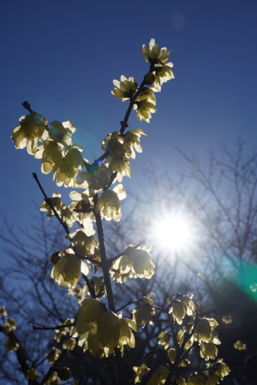 Photography titled "Winter sweet blooms…" by Svalvald Photo, Original Artwork, Digital Photography