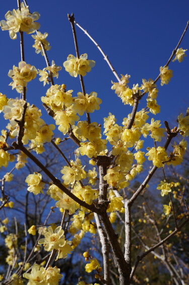 Photographie intitulée "Winter sweet blooms…" par Svalvald Photo, Œuvre d'art originale, Photographie numérique