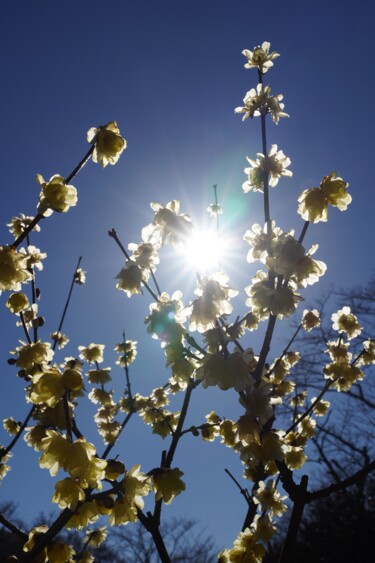 Фотография под названием "Winter sweet blooms…" - Svalvald Photo, Подлинное произведение искусства, Цифровая фотография