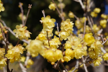 Fotografia intitulada "Winter sweet blooms…" por Svalvald Photo, Obras de arte originais, Fotografia digital