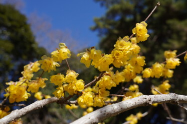 Photographie intitulée "Winter sweet blooms…" par Svalvald Photo, Œuvre d'art originale, Photographie numérique