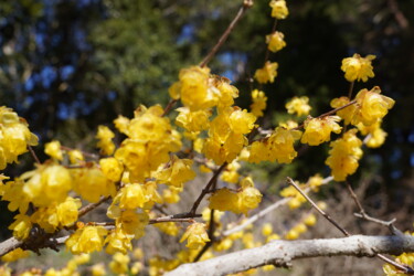 Photographie intitulée "Winter sweet blooms…" par Svalvald Photo, Œuvre d'art originale, Photographie numérique