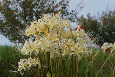 Fotografie mit dem Titel "White spider lily b…" von Svalvald Photo, Original-Kunstwerk, Digitale Fotografie