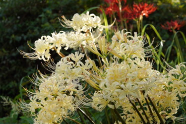 Photographie intitulée "White spider lily b…" par Svalvald Photo, Œuvre d'art originale, Photographie numérique