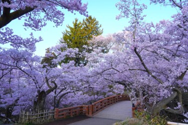 Фотография под названием "Cherry blossoms in…" - Svalvald Photo, Подлинное произведение искусства, Цифровая фотография