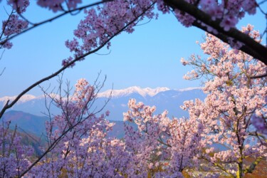 Fotografia intitulada "Cherry blossoms in…" por Svalvald Photo, Obras de arte originais, Fotografia digital