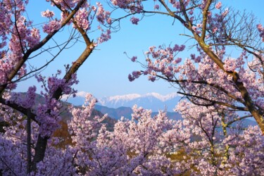 摄影 标题为“Cherry blossoms in…” 由Svalvald Photo, 原创艺术品, 数码摄影