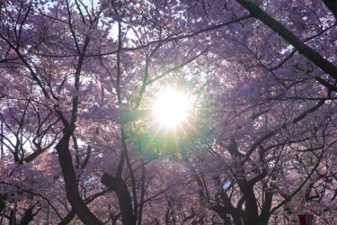 Fotografia zatytułowany „Cherry blossoms in…” autorstwa Svalvald Photo, Oryginalna praca, Fotografia cyfrowa