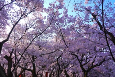 Fotografia intitolato "Cherry blossoms in…" da Svalvald Photo, Opera d'arte originale, Fotografia digitale
